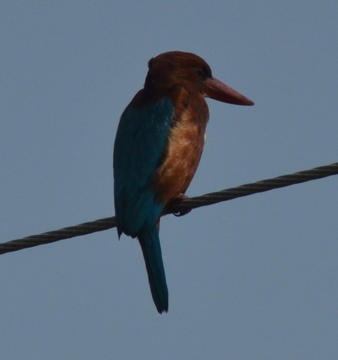 White-throated Kingfisher - Karthikeyan G B