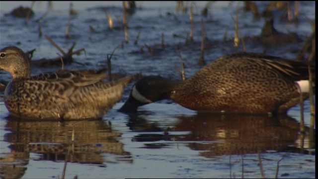 Blue-winged Teal - ML404343