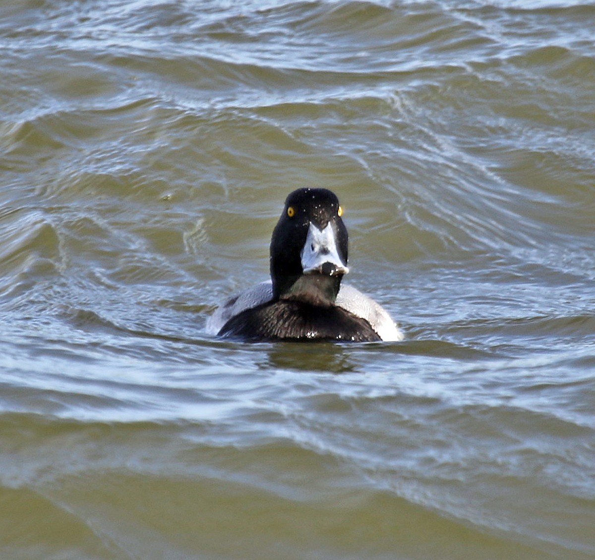 Greater Scaup - ML404349811