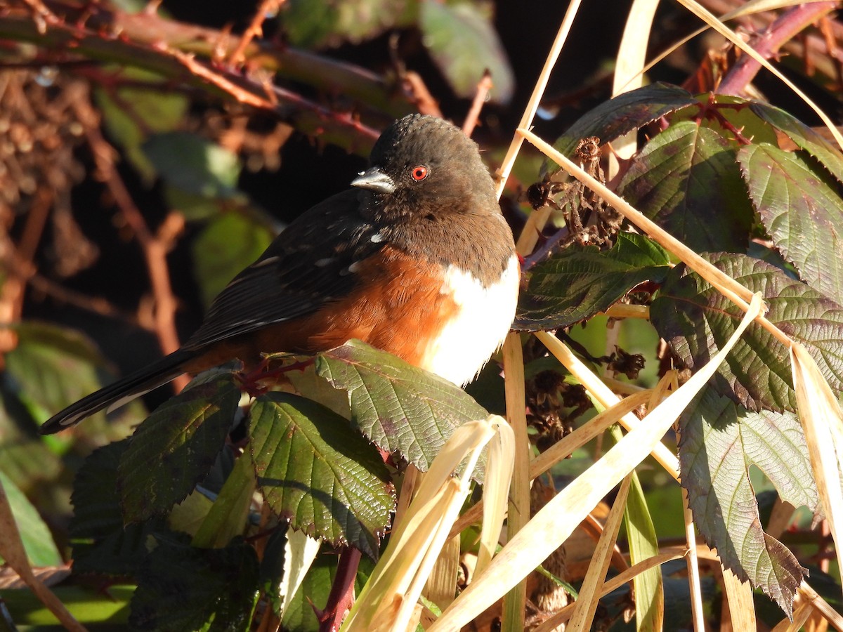 Spotted Towhee - ML404352371
