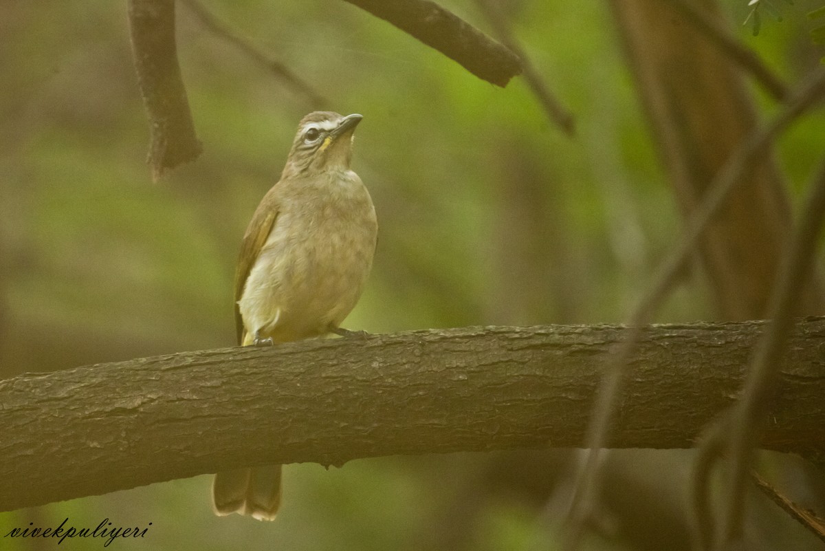 White-browed Bulbul - Anonymous