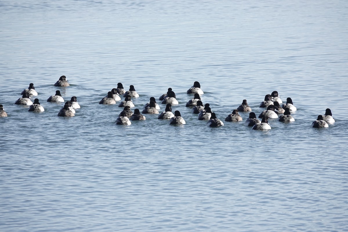 Greater Scaup - ML404355271