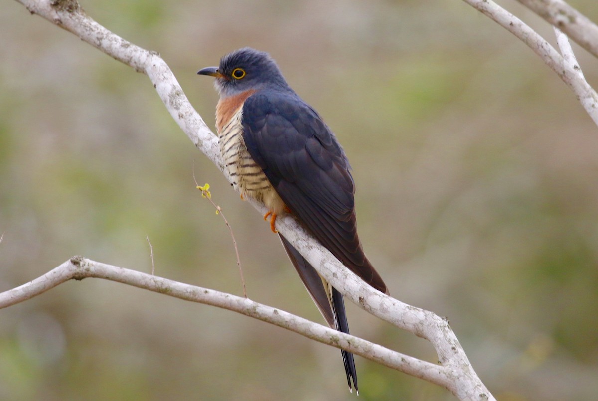 Red-chested Cuckoo - ML40435631