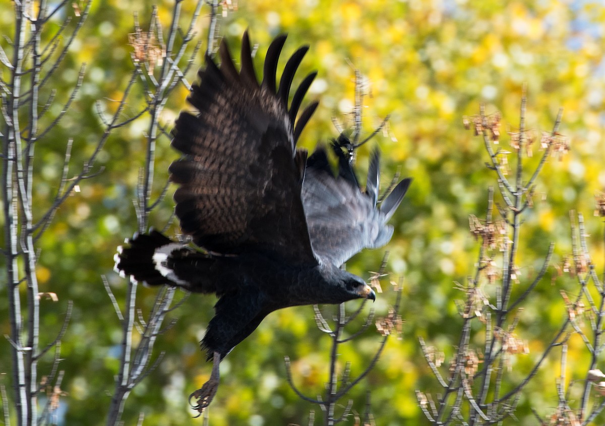 Common Black Hawk - David Krueper