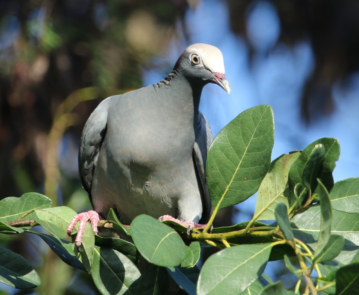 White-crowned Pigeon - ML40436161