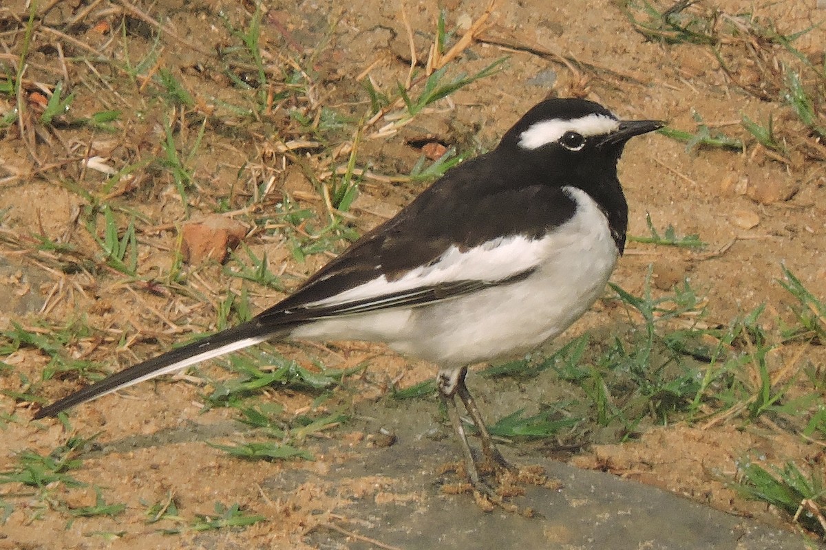 White-browed Wagtail - ML404363761