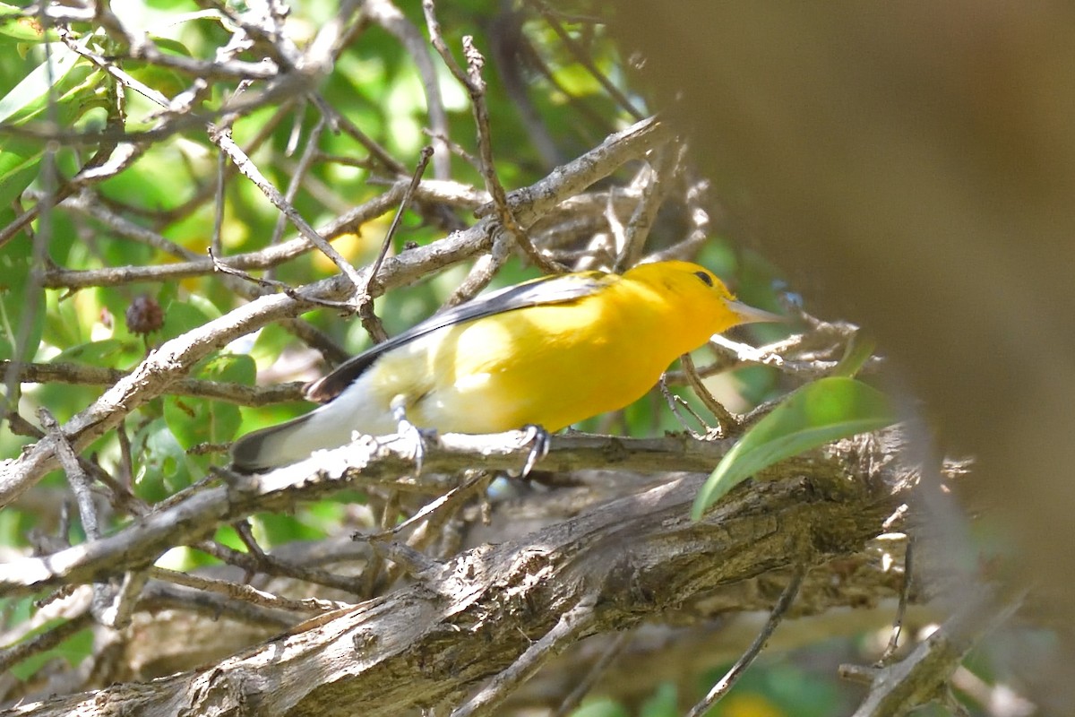 Prothonotary Warbler - ML404368571
