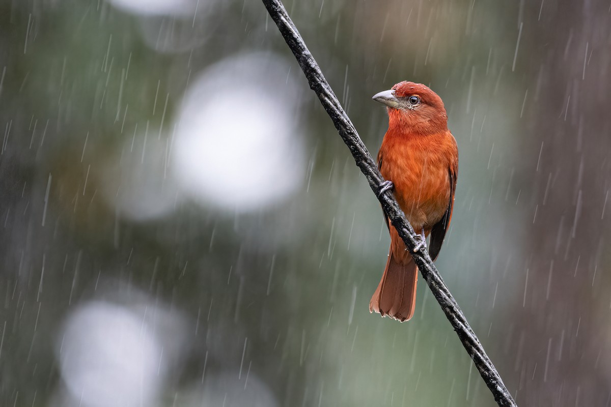 Hepatic Tanager (Highland) - ML404368581