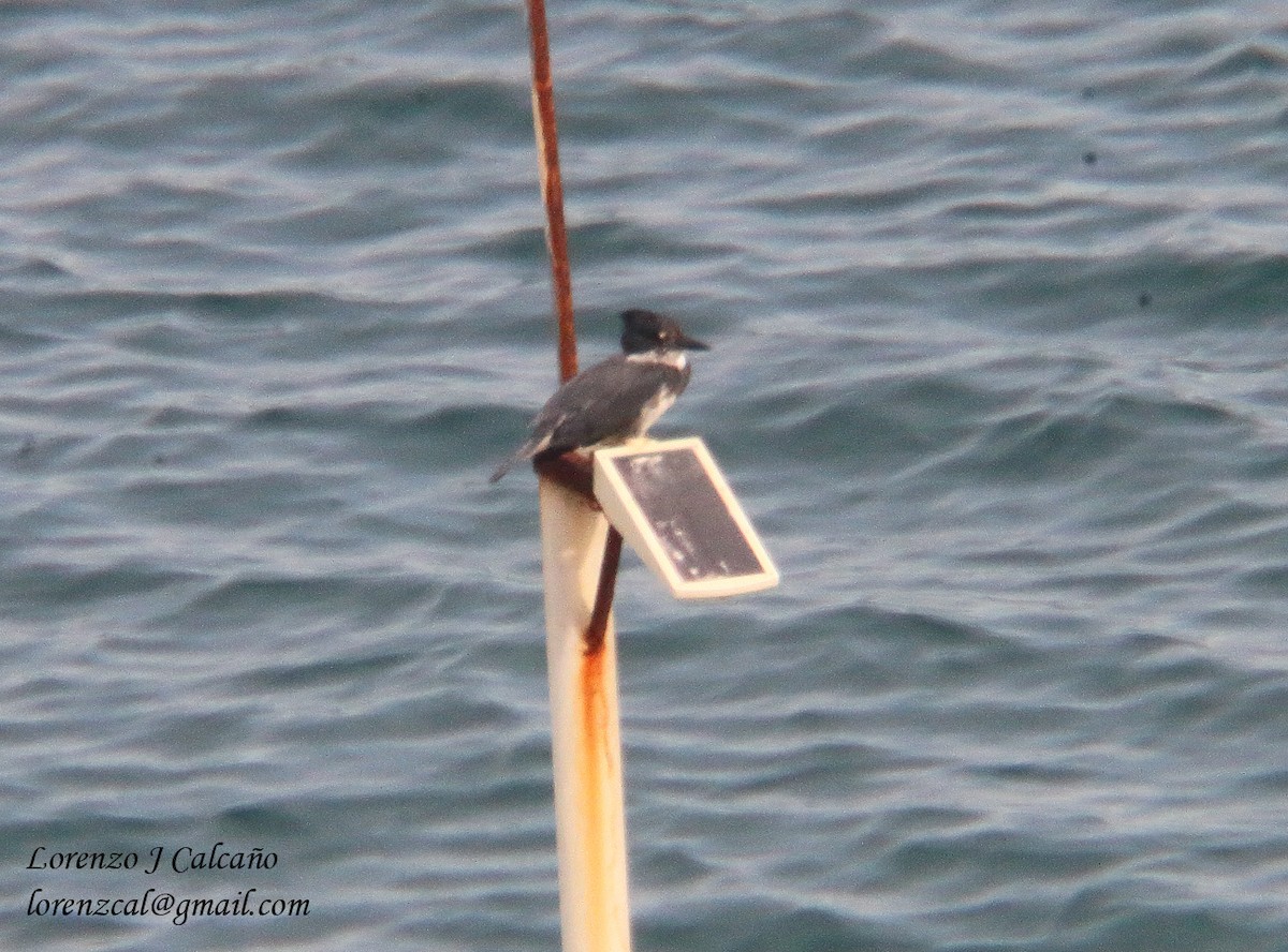 Belted Kingfisher - ML404369641