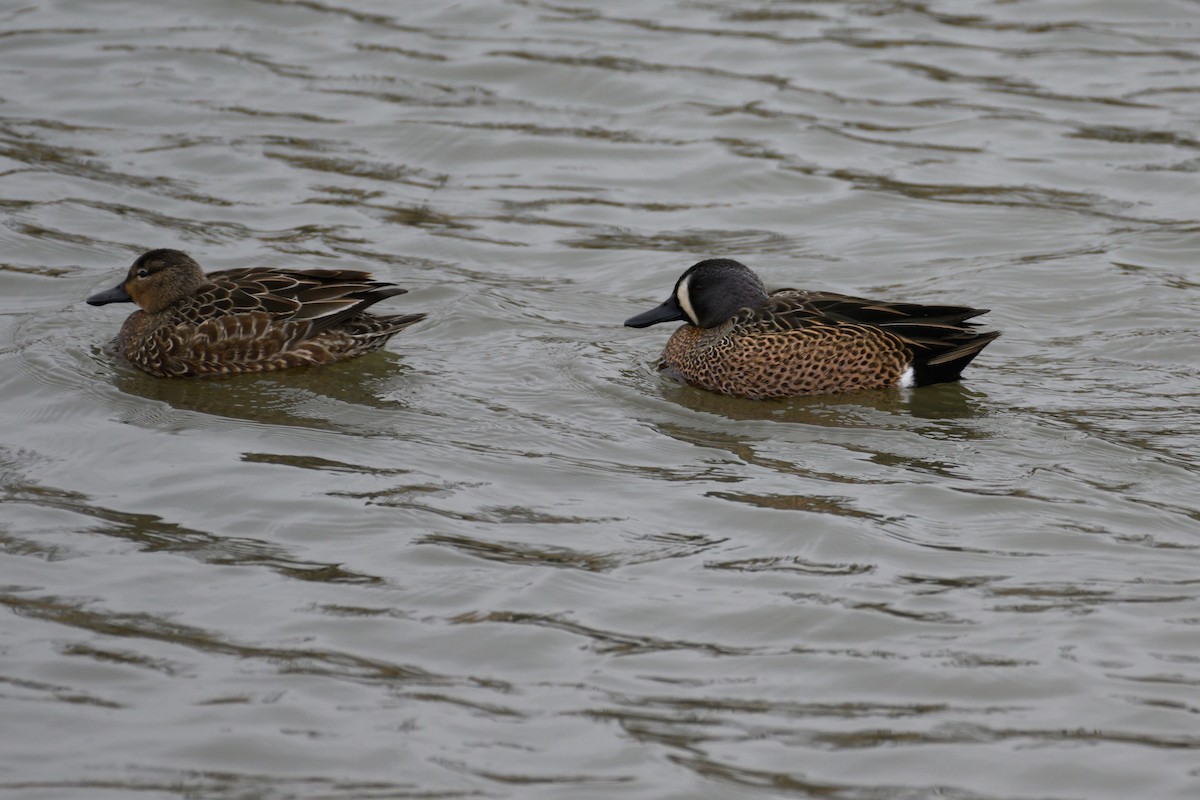 Blue-winged Teal - ML404374961