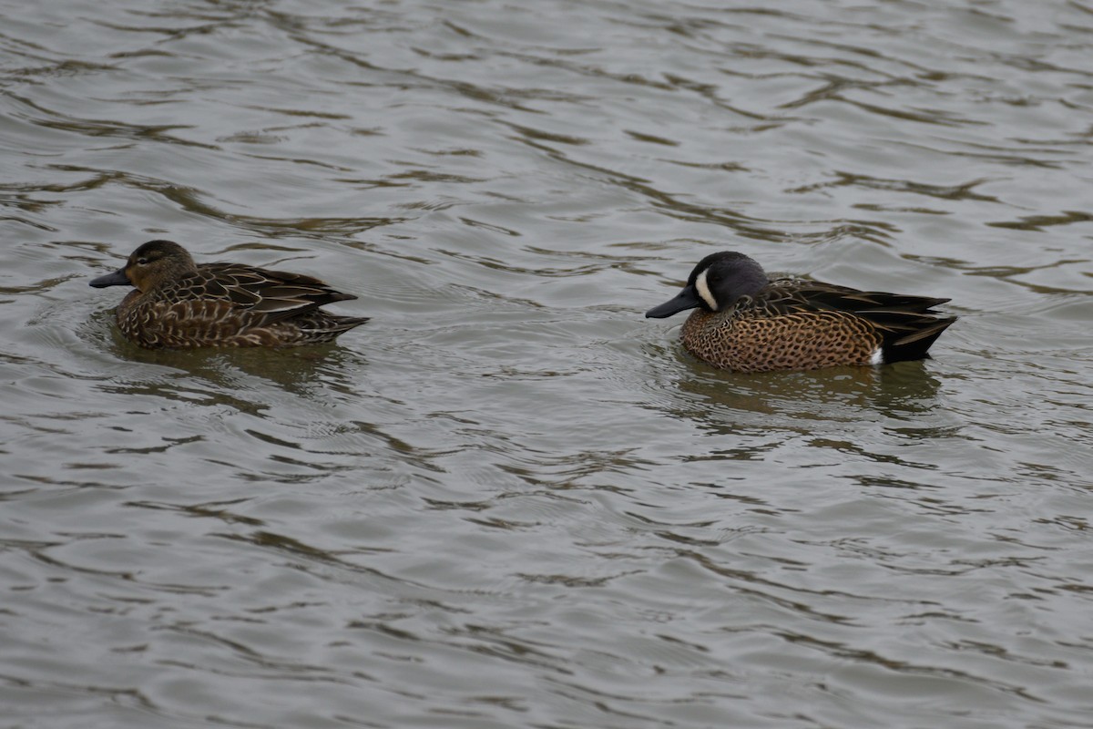 Blue-winged Teal - ML404375001
