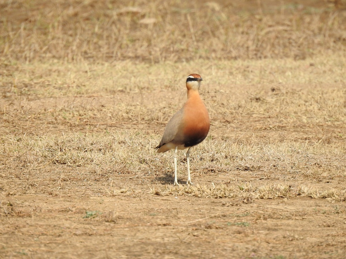 Indian Courser - ML404375871