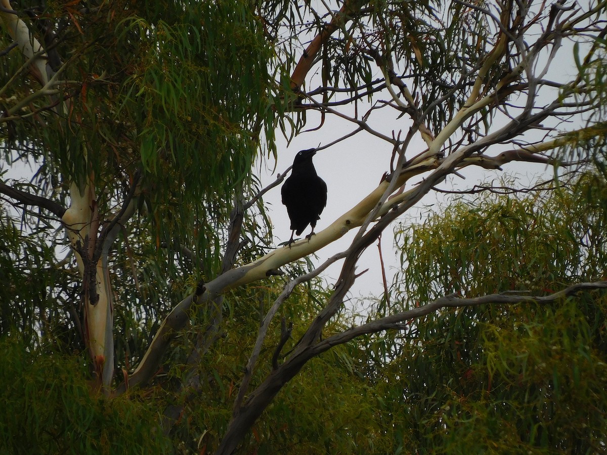 Cuervo de Tasmania - ML404381881