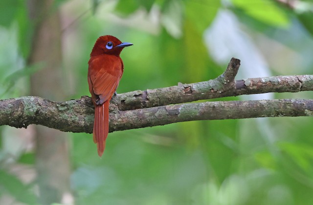 Adult in dorsal view (subspecies <em class="SciName notranslate">unirufa</em>) - Rufous Paradise-Flycatcher (Northern) - 