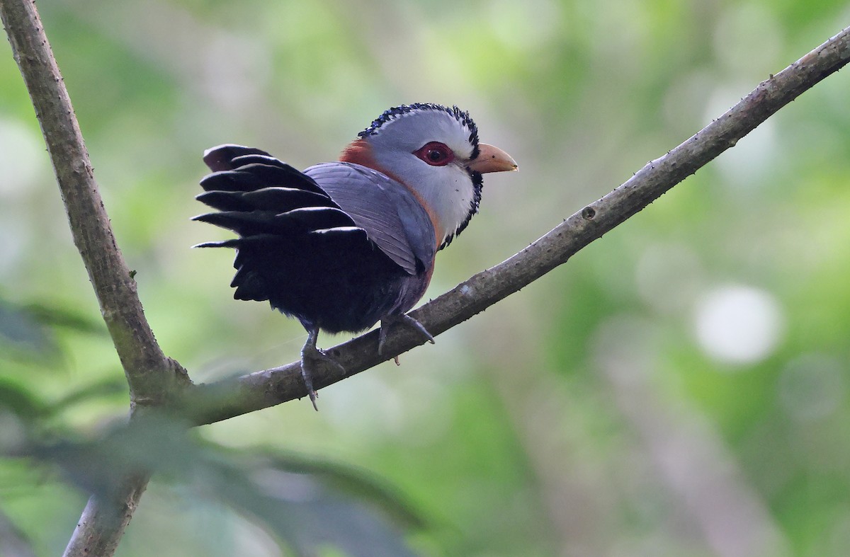 Scale-feathered Malkoha - Robert Hutchinson