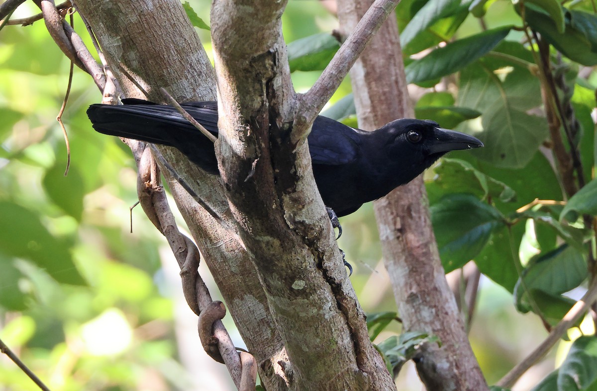 Slender-billed Crow (Sierra Madre) - Robert Hutchinson
