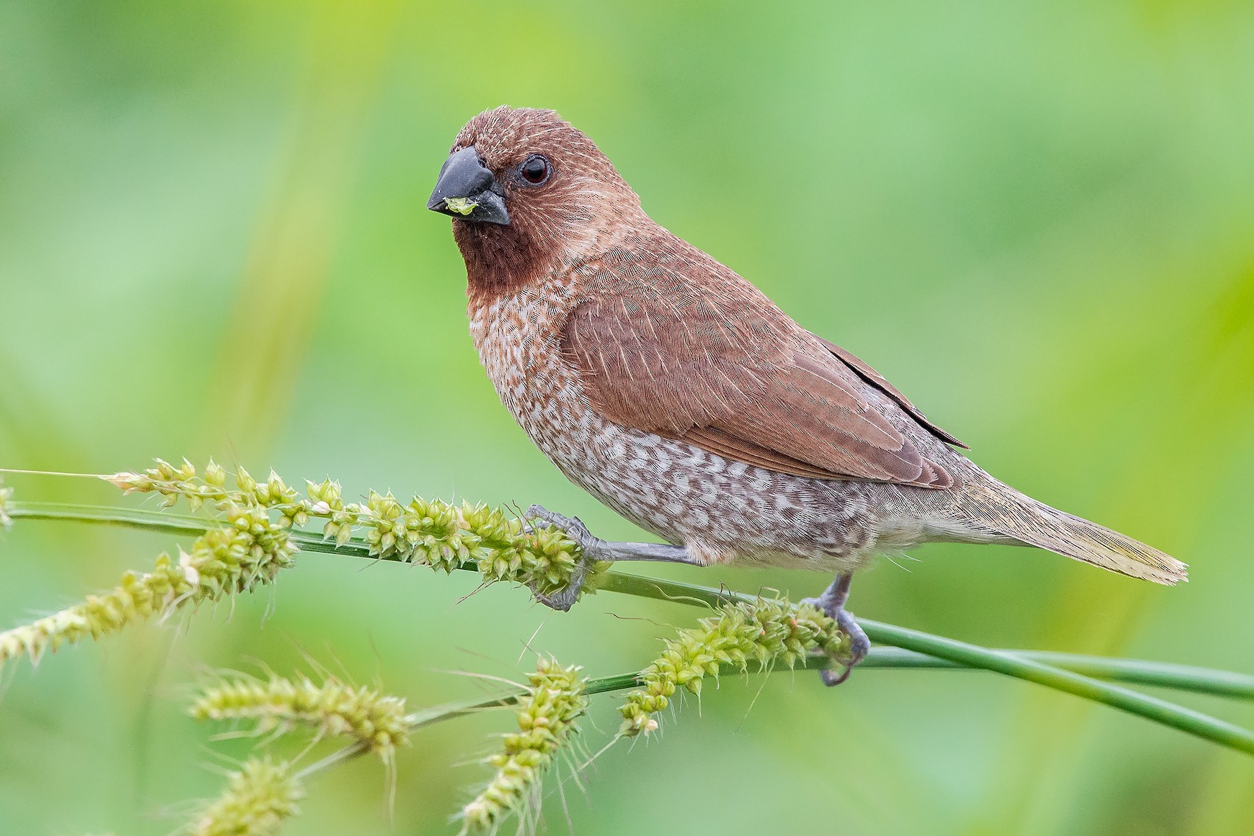 Scaly-breasted Munia (Scaled) - eBird
