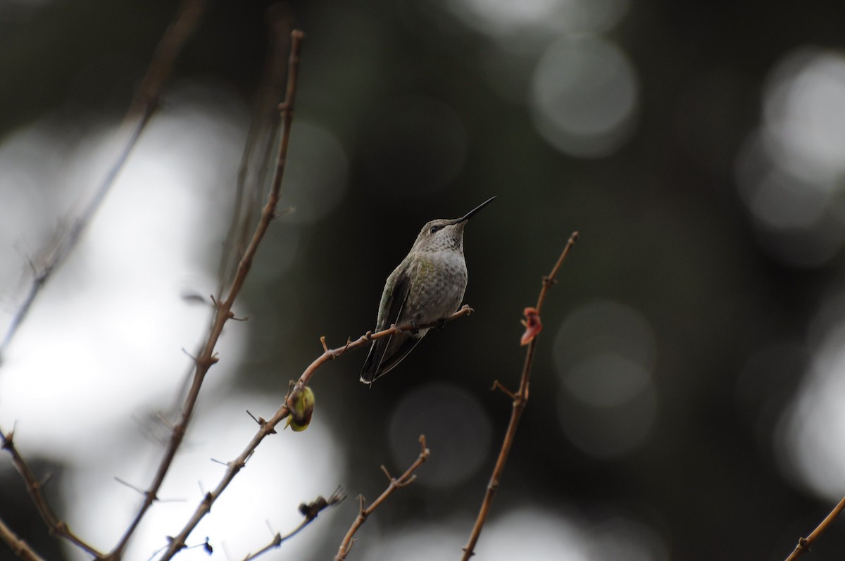 Anna's Hummingbird - Beth MacCallum