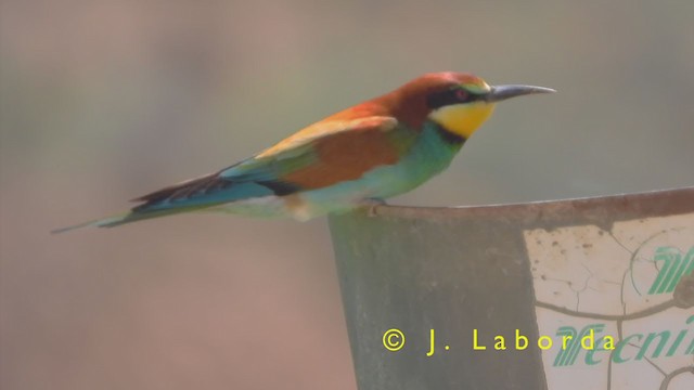 European Bee-eater - ML404392111