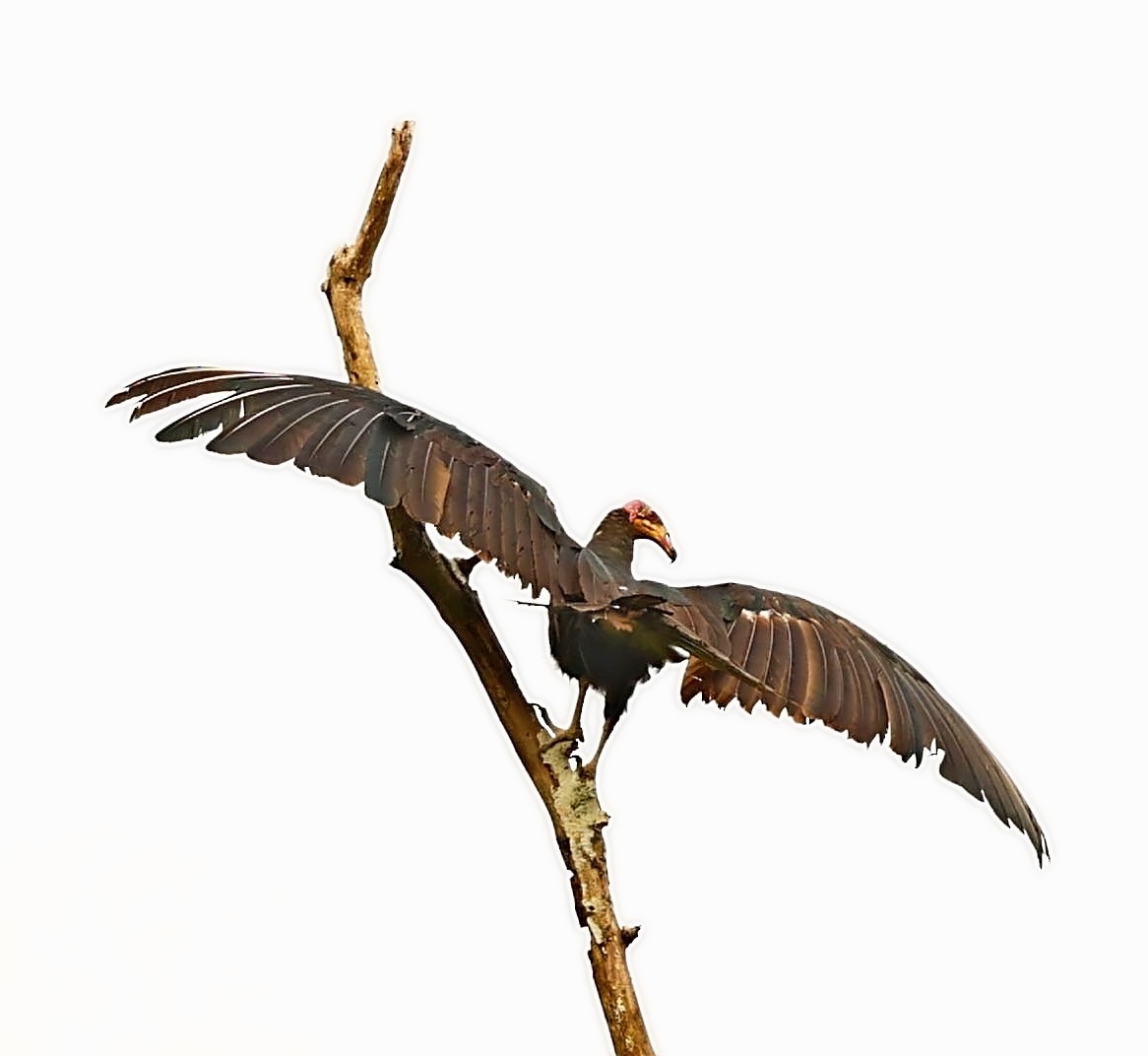 Greater Yellow-headed Vulture - Maciej  Kotlarski