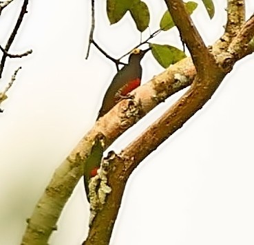 Yellow-tufted Woodpecker - ML404394751