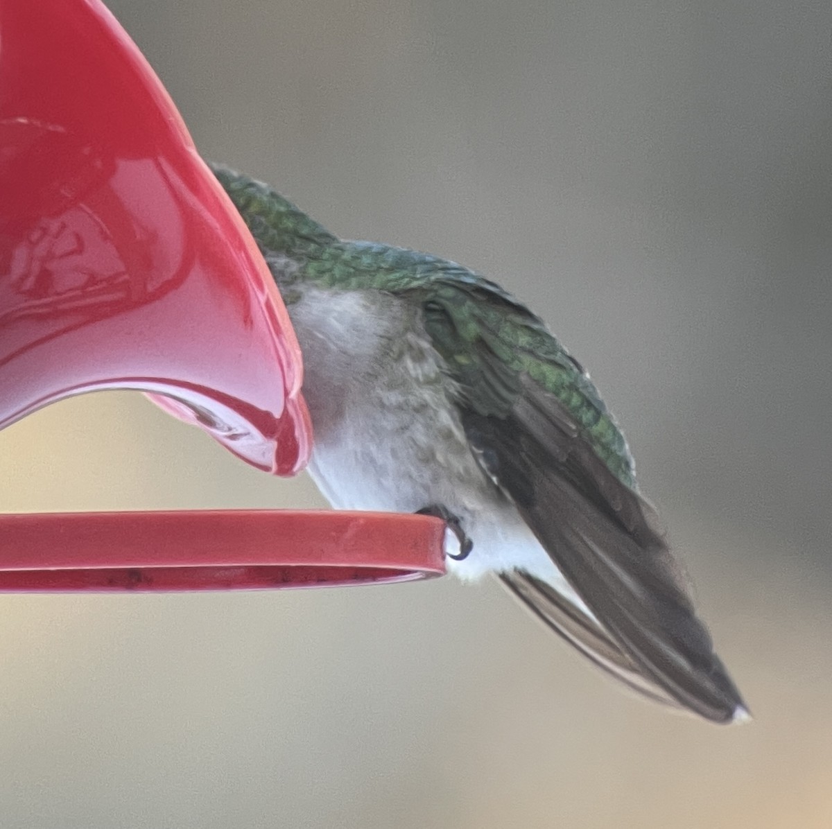 Ruby-throated Hummingbird - ML404396211