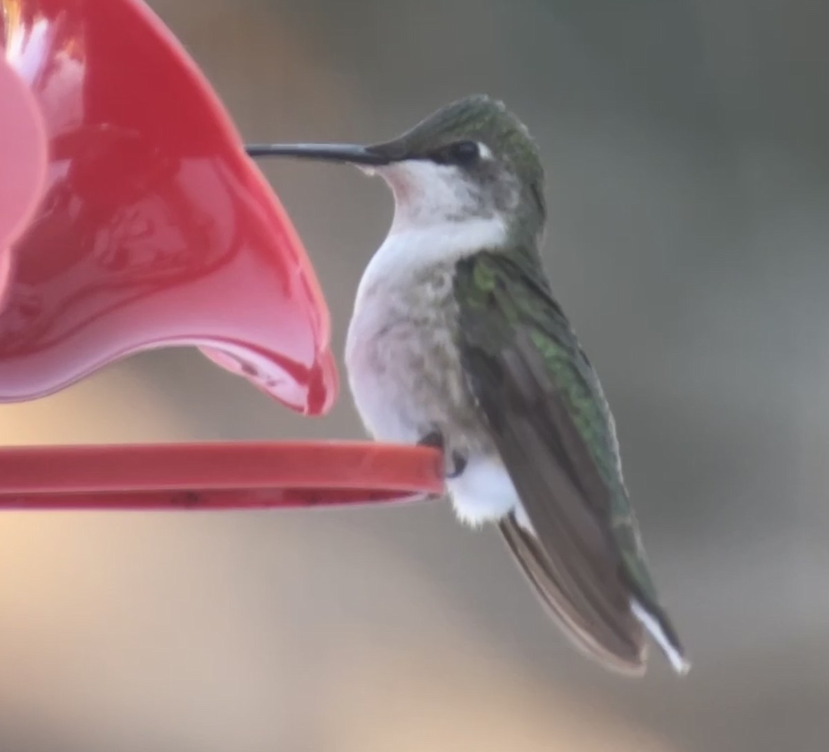 Ruby-throated Hummingbird - ML404396231
