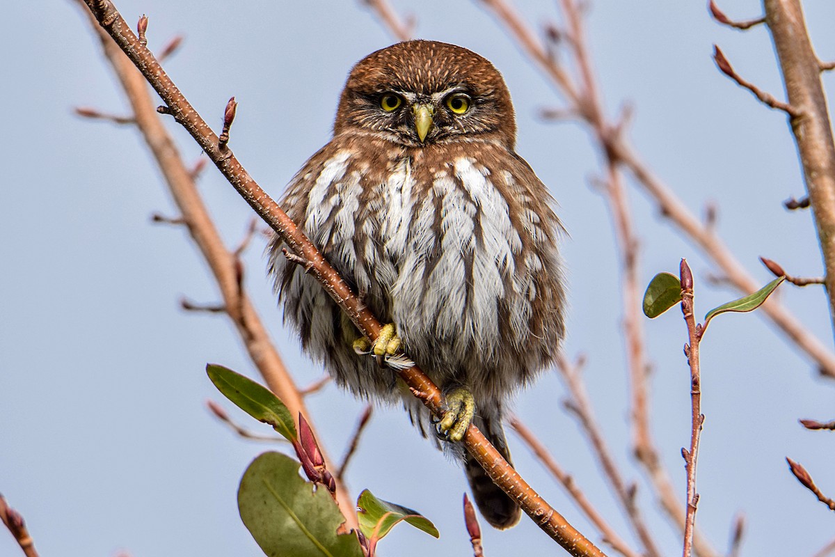Austral Pygmy-Owl - ML404398361