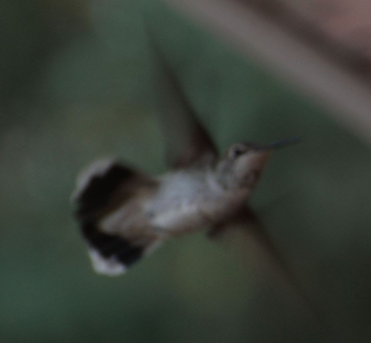 Anna's Hummingbird - ML40439971