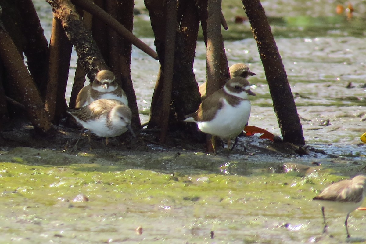 Semipalmated Plover - ML40440621