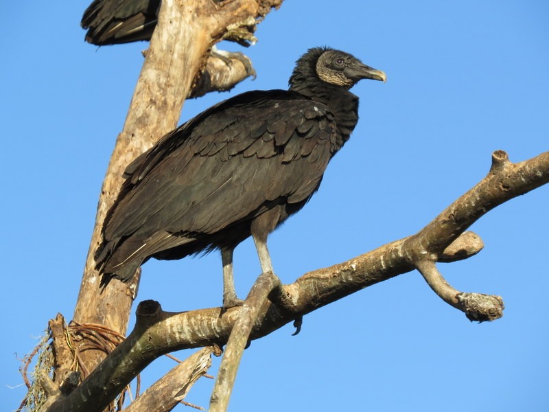 Black Vulture - ML40440761