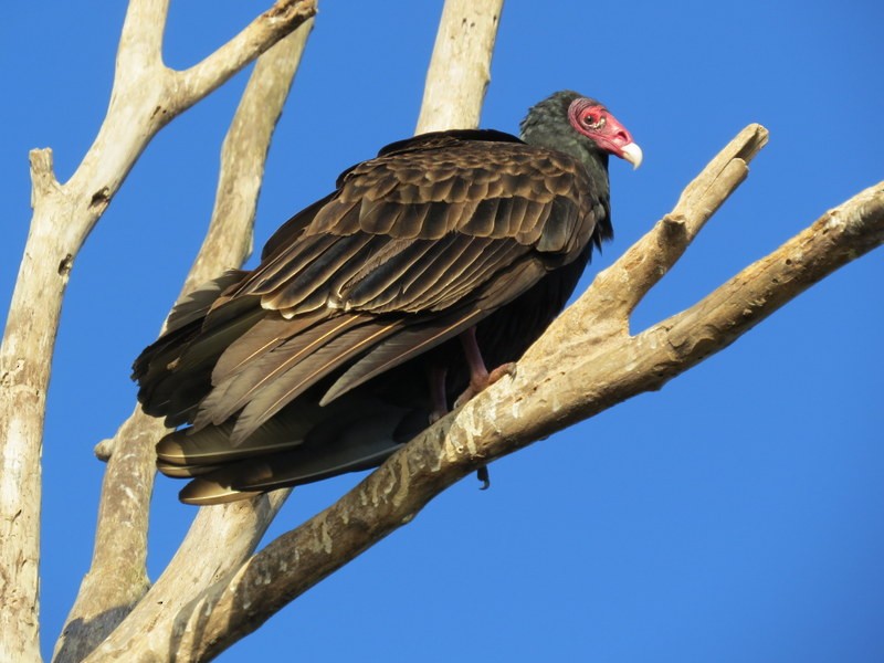 Turkey Vulture - Richard Kaskan
