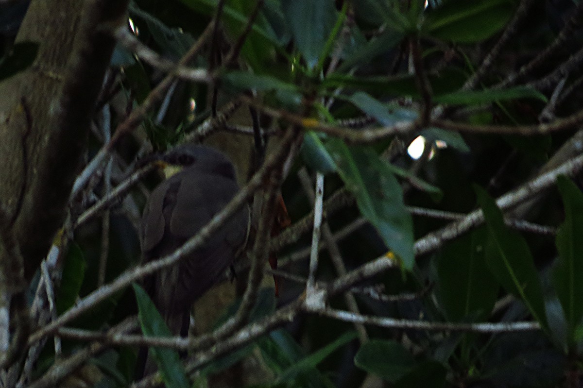 Mangrove Cuckoo - ML40440811