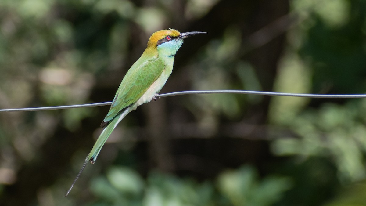 Asian Green Bee-eater - Karan Matalia
