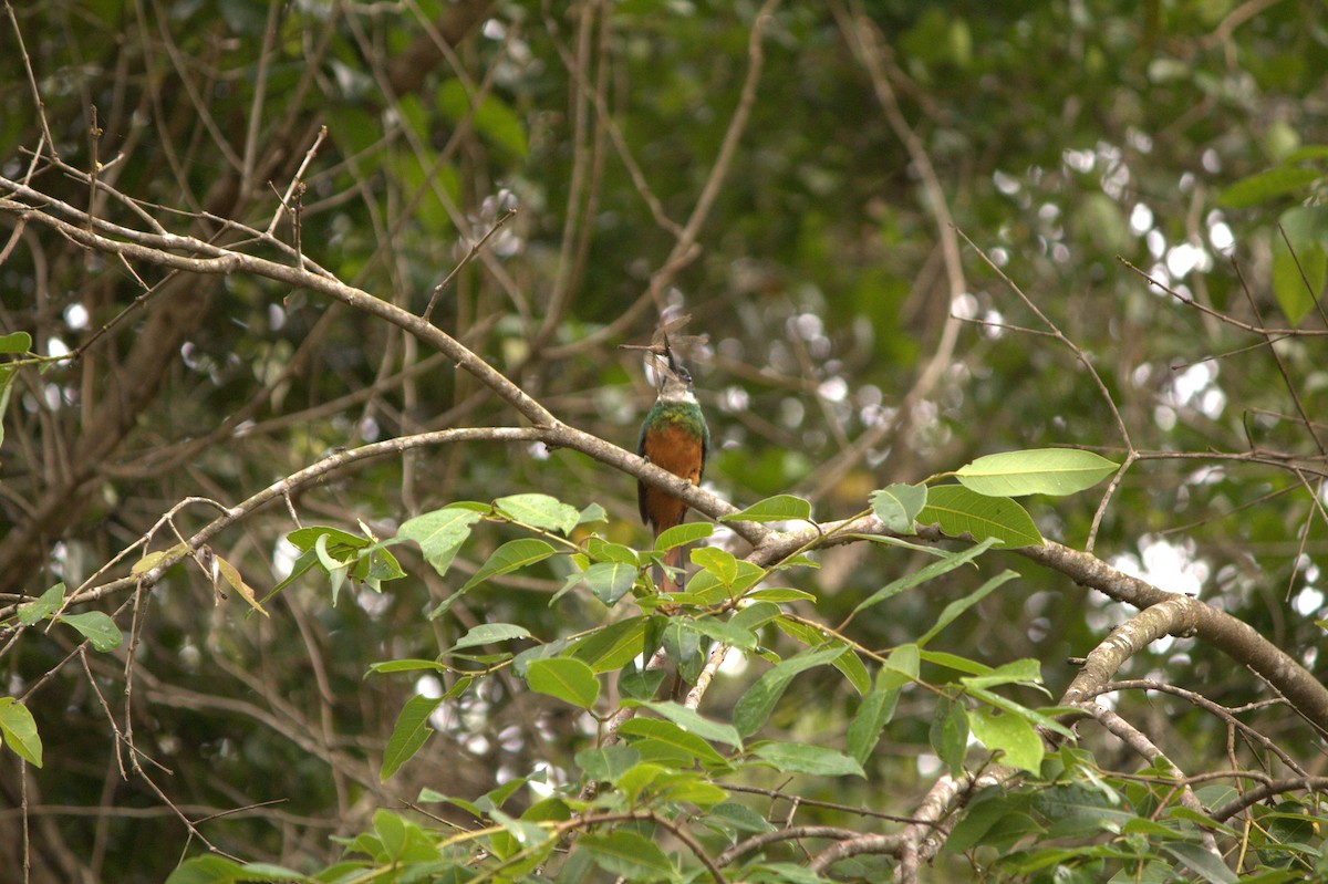 Rufous-tailed Jacamar - Natan Périco