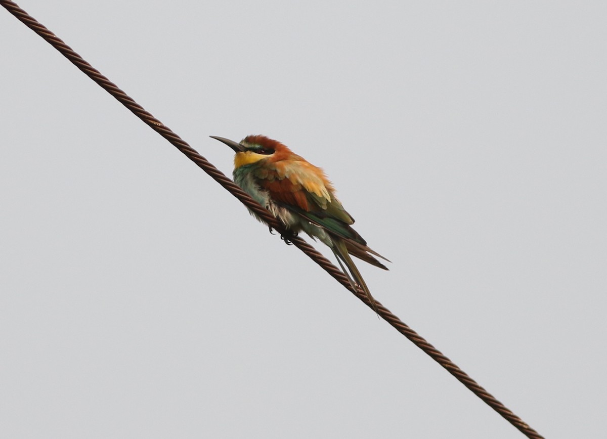 European Bee-eater - ML404413761