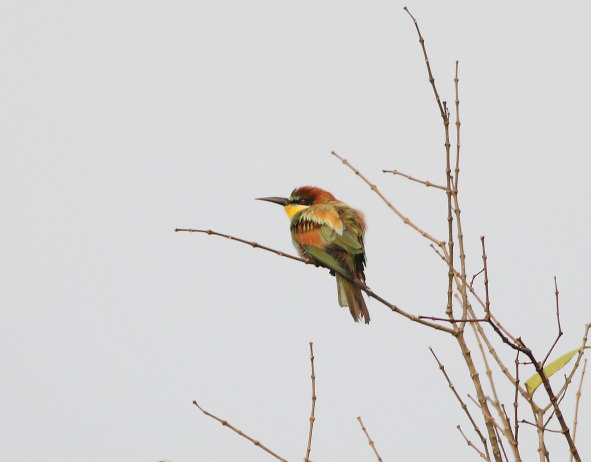 European Bee-eater - ML404413771