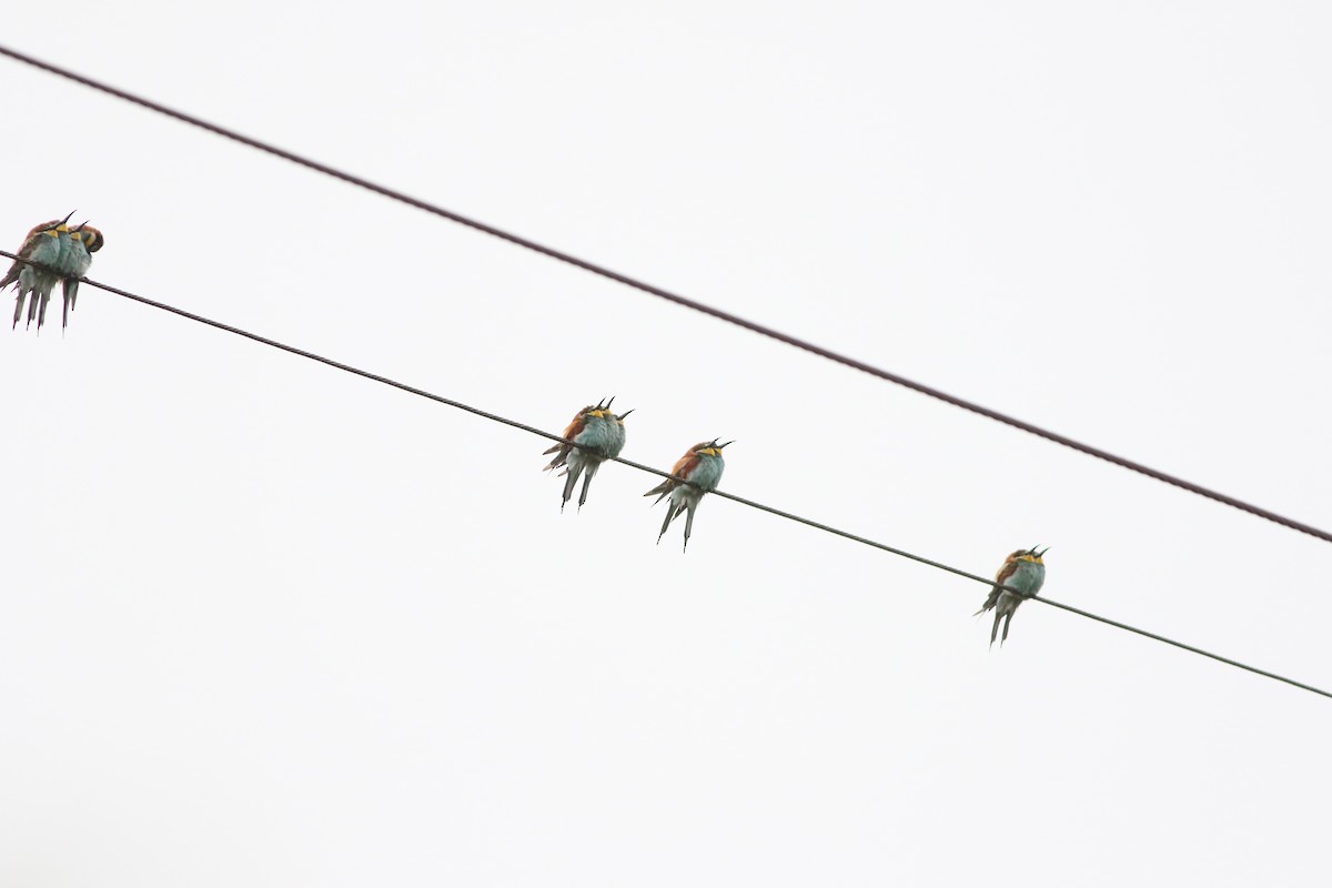European Bee-eater - ML404413811