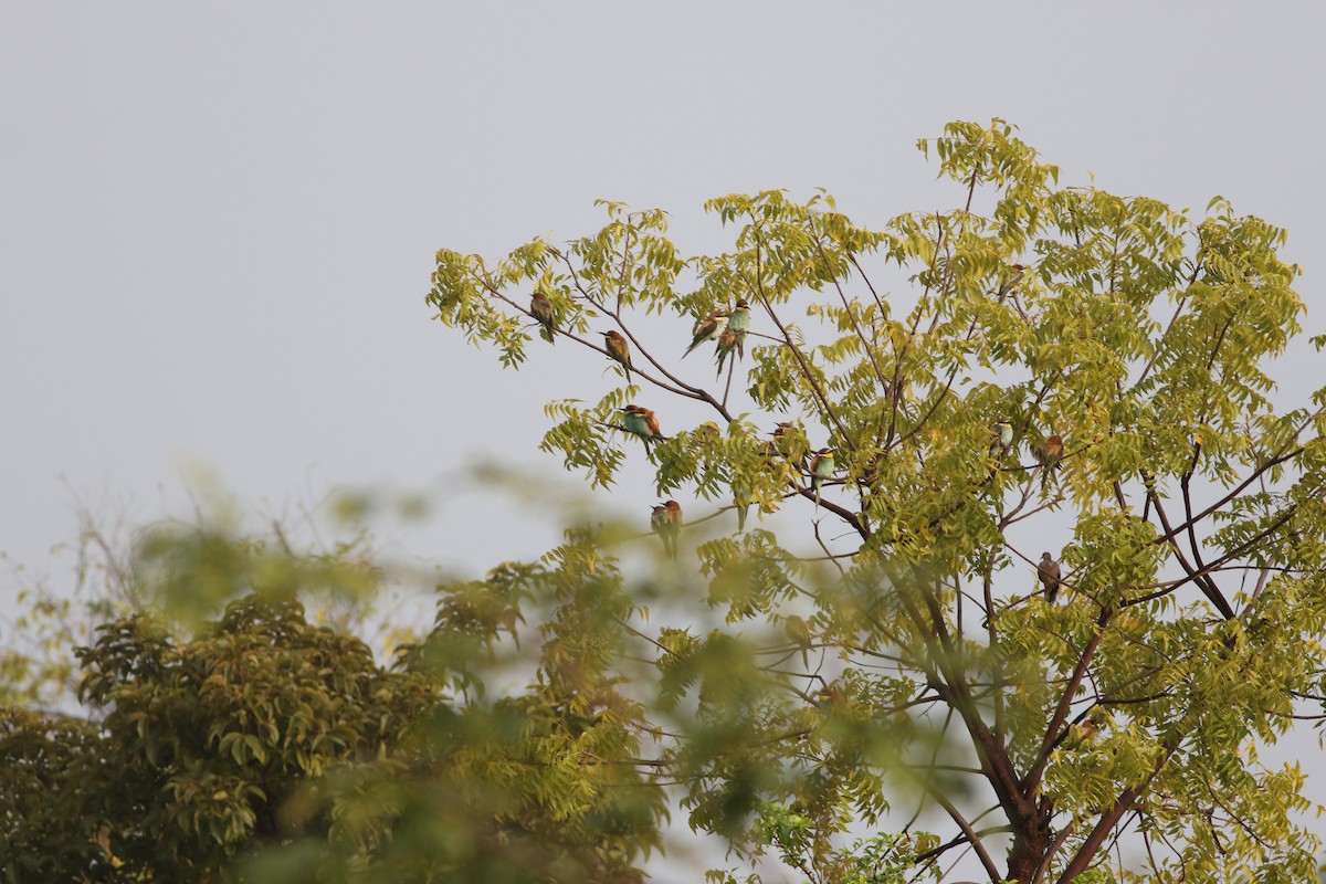 European Bee-eater - ML404413831