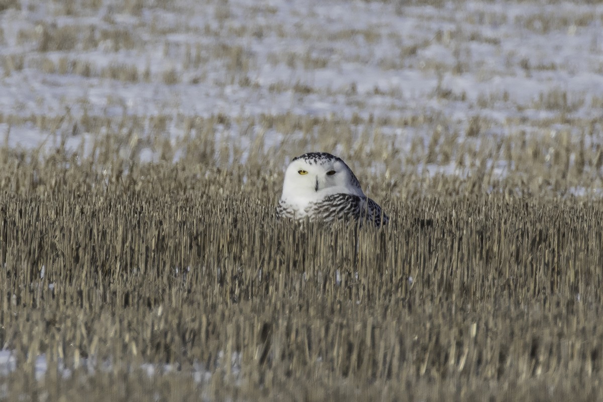 Snowy Owl - ML404414281
