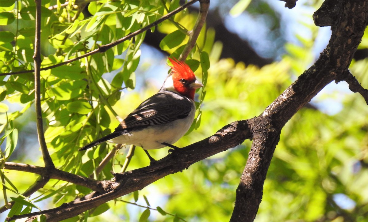 Red-crested Cardinal - ML40441531