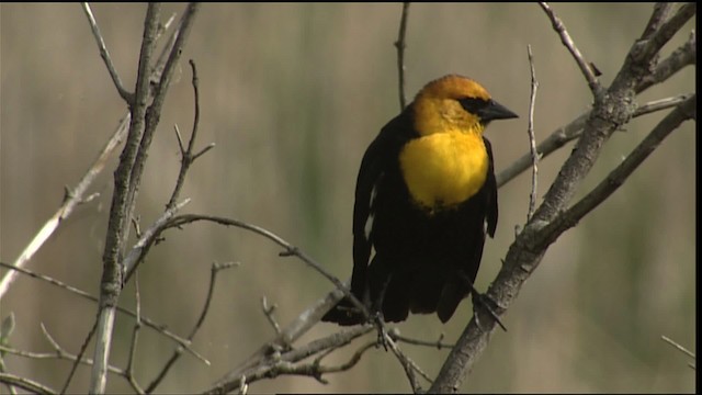 Yellow-headed Blackbird - ML404419