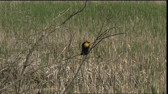 Yellow-headed Blackbird - ML404420