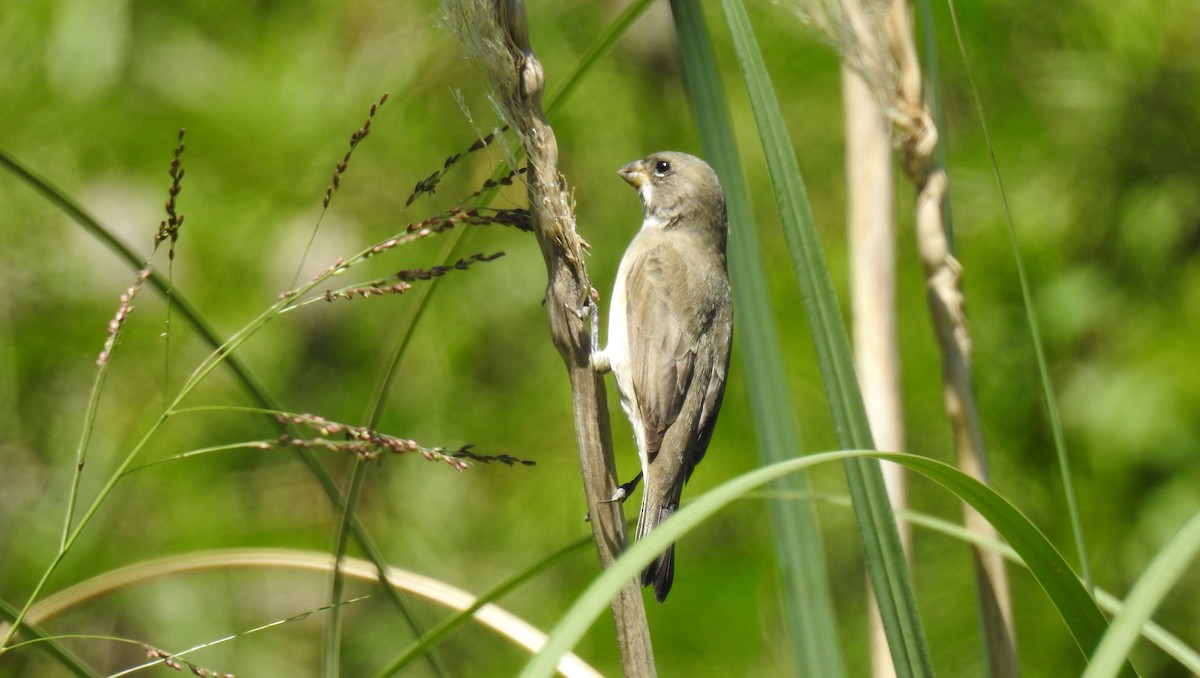Double-collared Seedeater - ML40442041