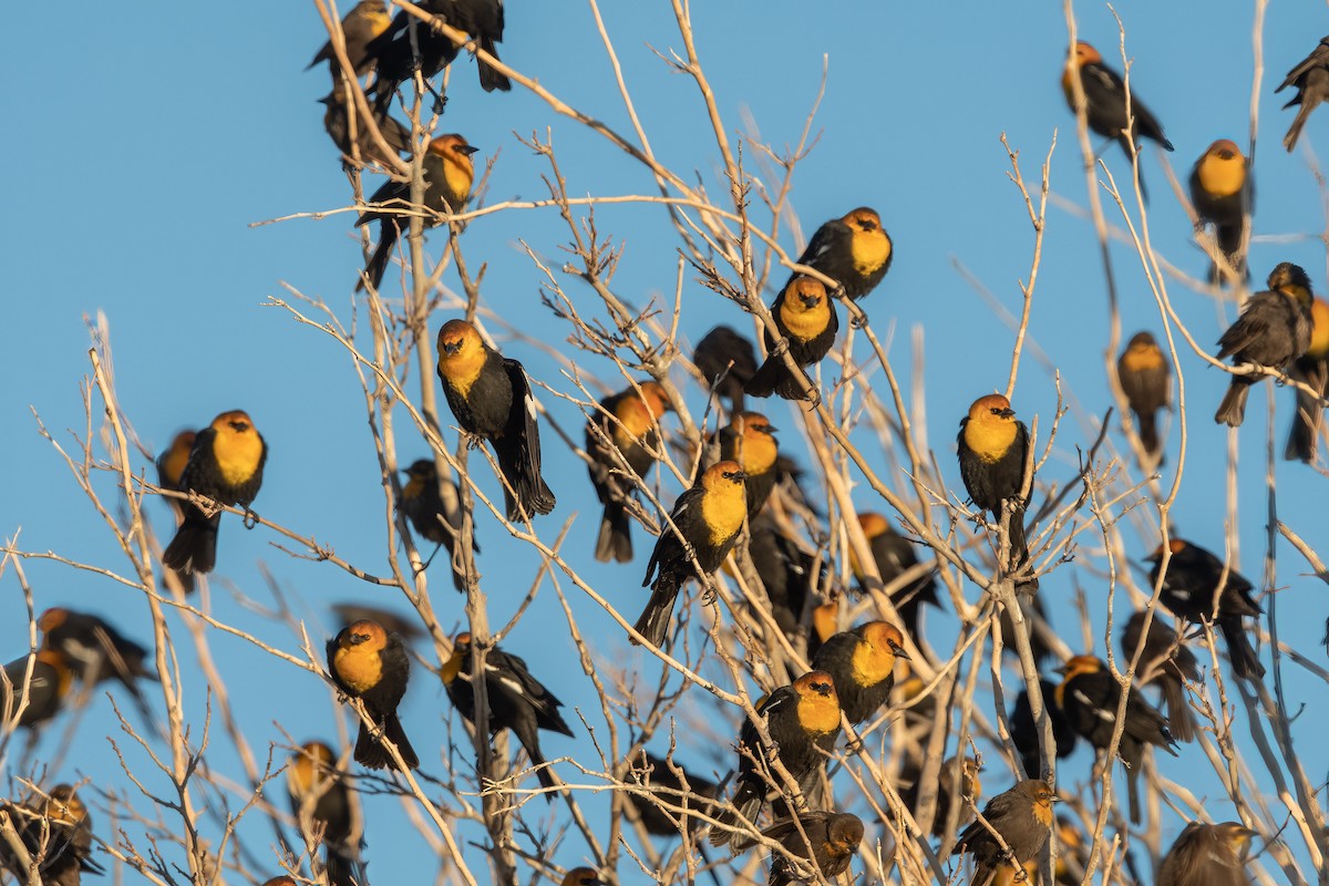 Yellow-headed Blackbird - William Higgins