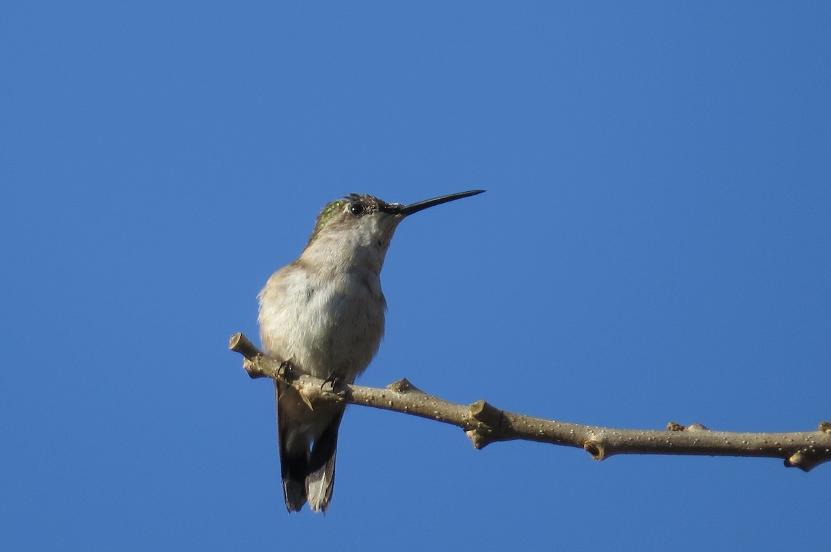 Ruby-throated Hummingbird - Bryant Olsen