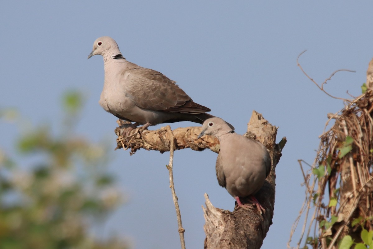 Eurasian Collared-Dove - ML404430331