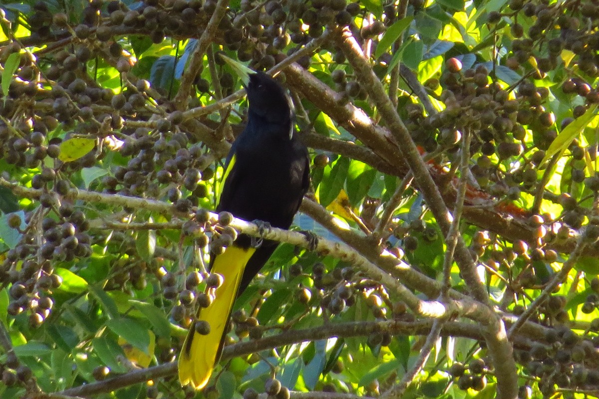 Yellow-winged Cacique - ML40443601