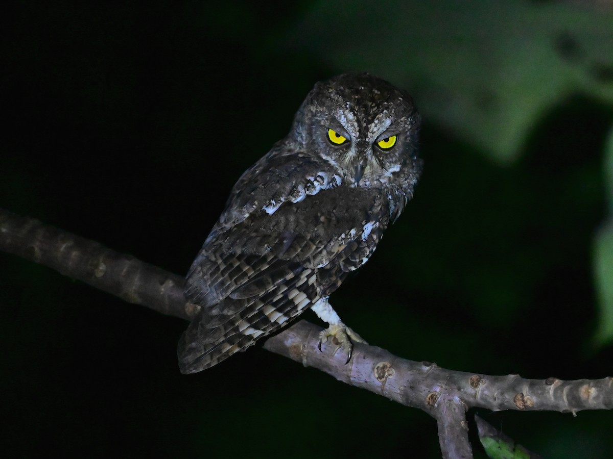 Oriental Scops-Owl - Shantanu Thada