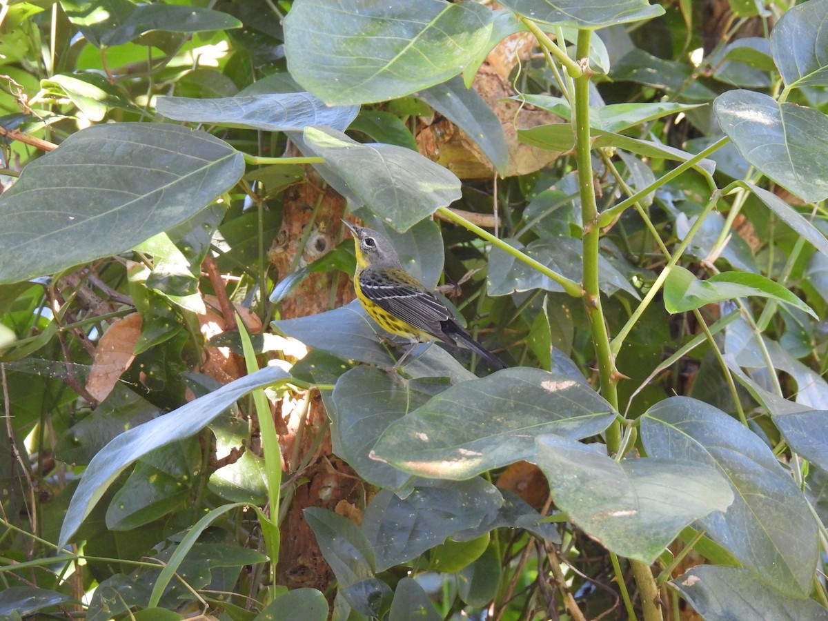 Magnolia Warbler - ML404438051